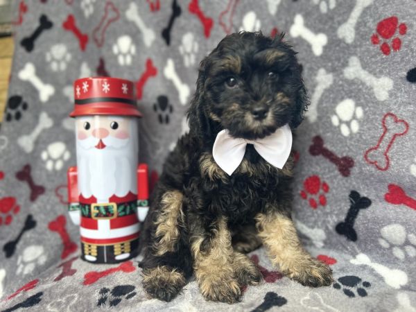 Coal-male cavapoo