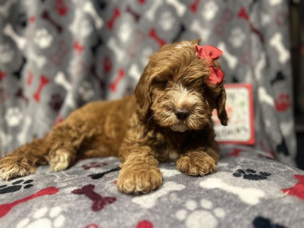 Star-female cavapoo