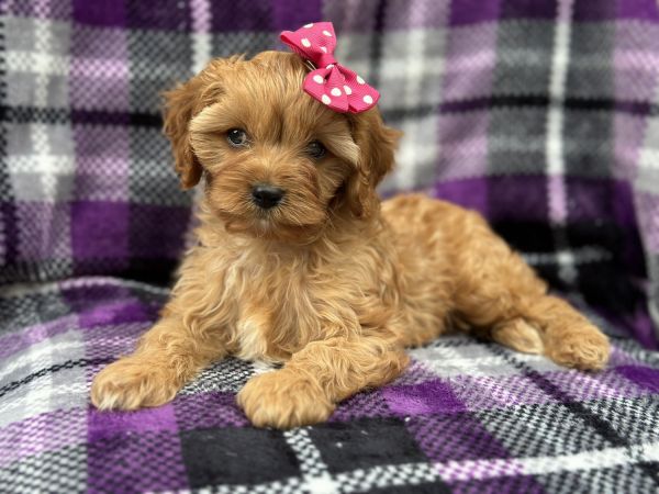 Sheila-female cavapoo
