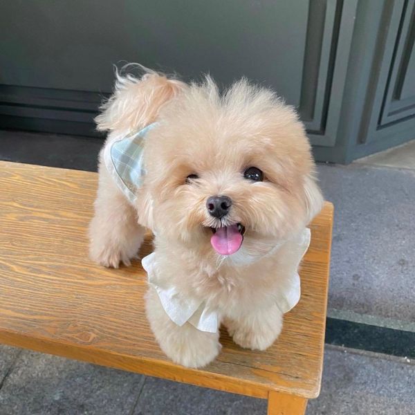 Adorable Male Cavapoo Puppy – $700 + Free Shipping!