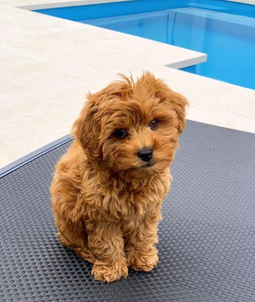 Adorable Male Cavapoo Puppy – Wanda – $1,000 + Free Shipping
