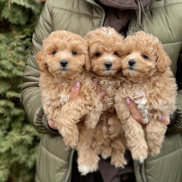 teacup cavapo puppies