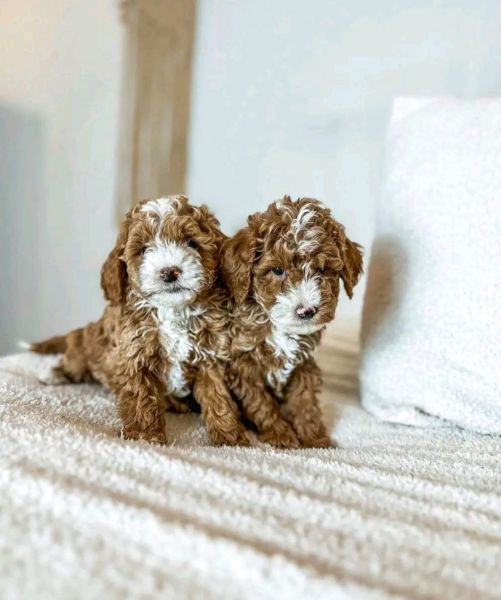 teacup cavapoo