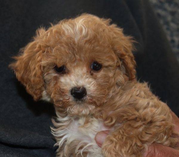 CavaPooChons and Petite Golden Cava-Doodles