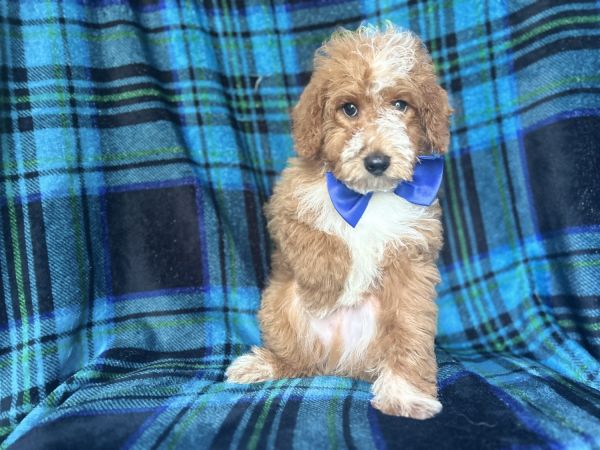 Briar-male cavapoo