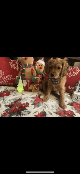 cavapoo puppies ready for their forever homes