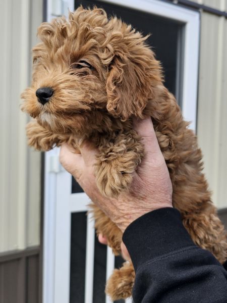 Beautiful Cavapoo puppies