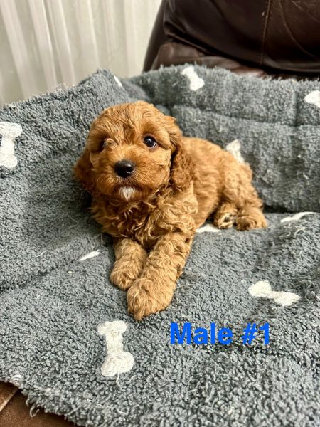 F1B Cavapoo puppies