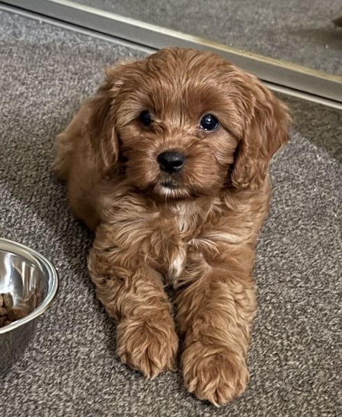 Cavoodle Female 9weeks