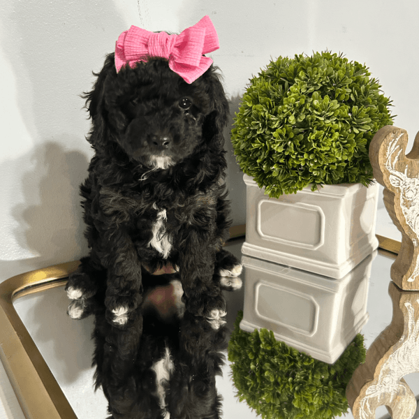 Mini Golden Cavapoo Puppy