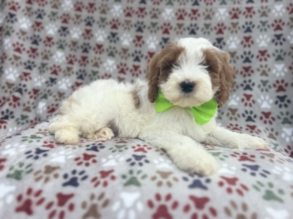 Conway-male cavapoo
