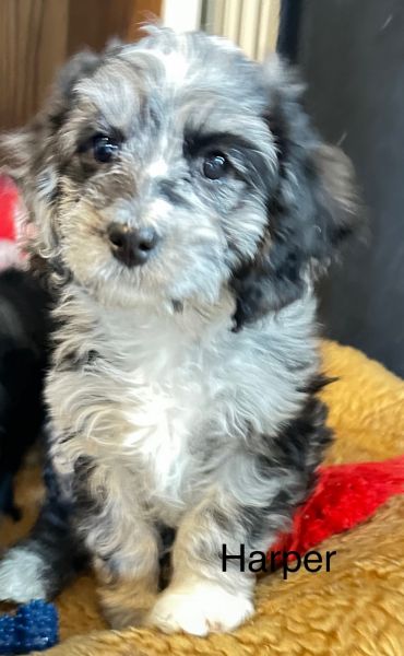 F1 Blue Merle Cavapoo