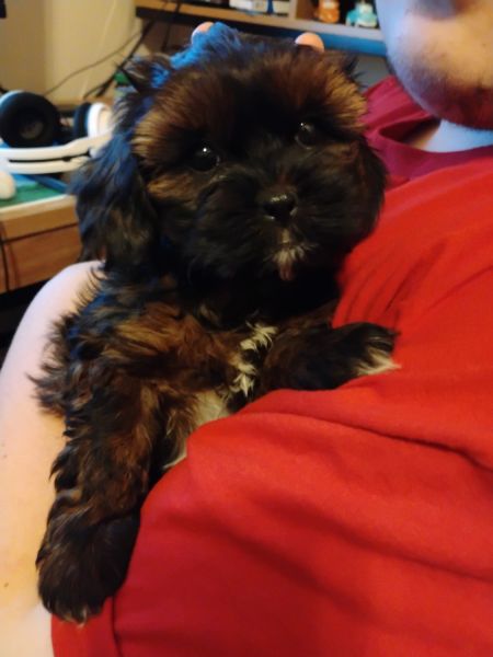 Cavapoochon puppies forsale