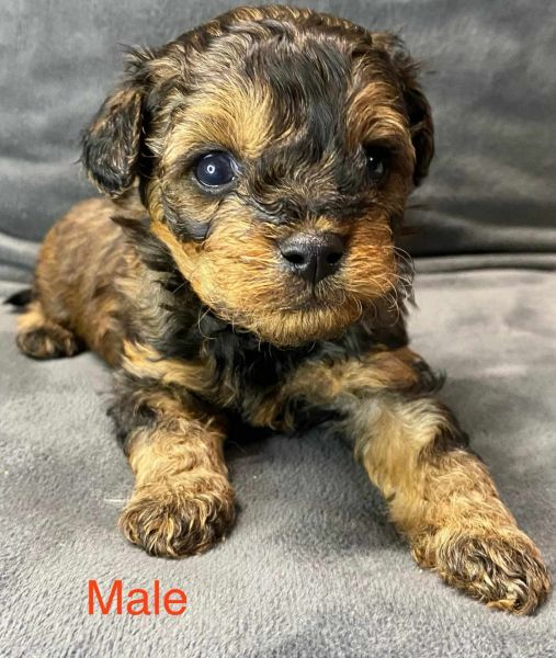 Beautiful Boy Cavapoo