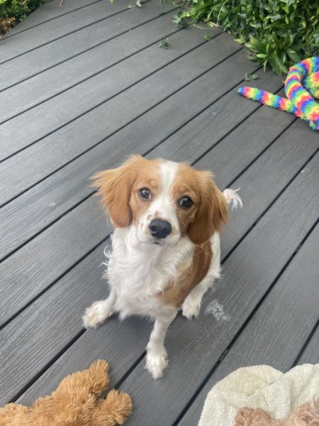 Cavoodle puppy 8 months old