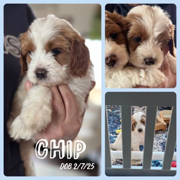 Cavapoo puppy