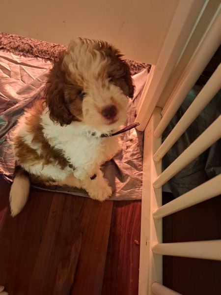 TWO GORGEOUS MINI CAVOODLE PUPS