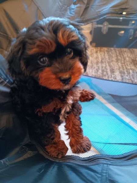 10 week old puppy for sale