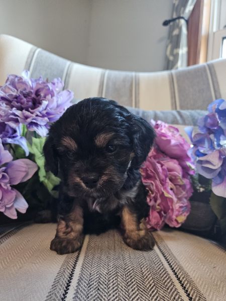Toy cavapoo puppies