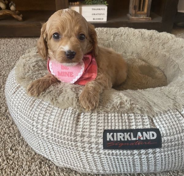 Sweet little Cavapoos