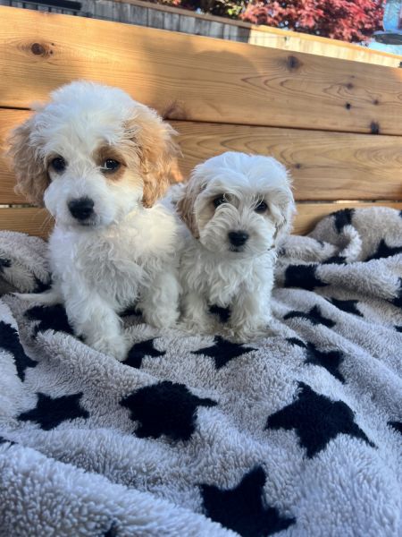 Toy cavapoos
