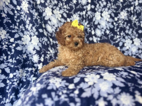 Rapunzel-female cavapoo