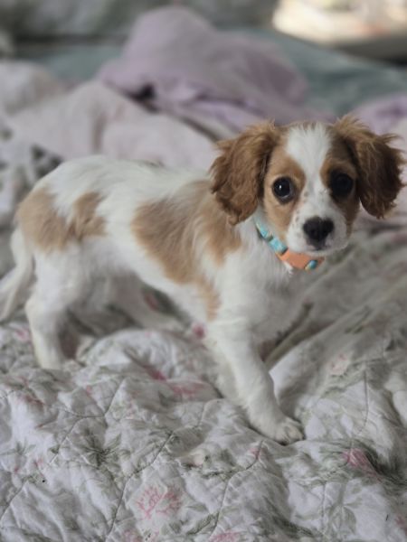 Adorable 13 weeks cavachon female