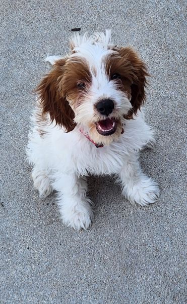 Cavapoo puppies