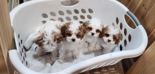 Cavapoo puppies