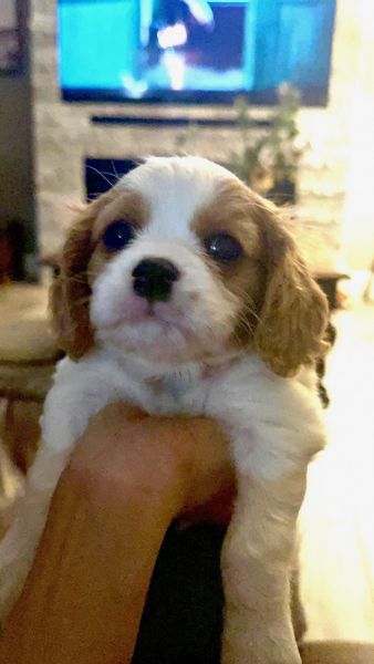 F1 Cavapoo Puppies – Home-Raised, Vet Certified, Vaccinated – Ready