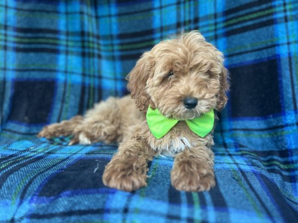 Carter-male cavapoo