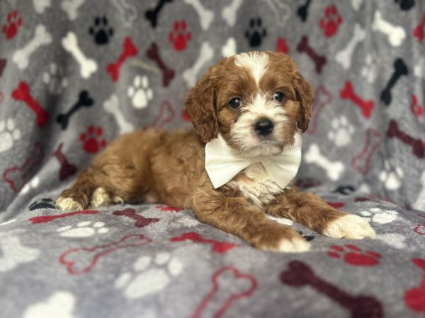 Judd-male cavapoo