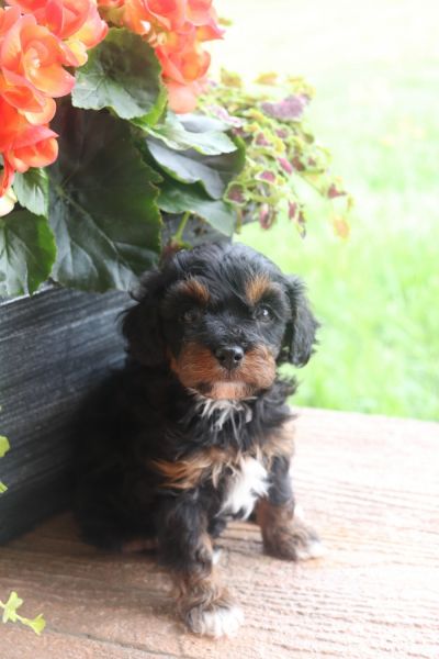 Female F1B cavapoo for sale