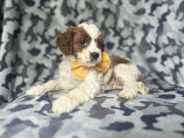 Bodie-male cavapoo