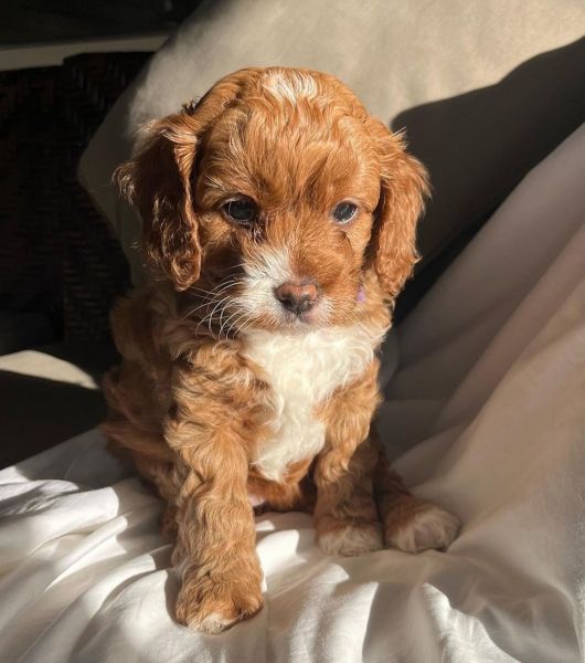 Cavoodle Puppies and adult for adoption