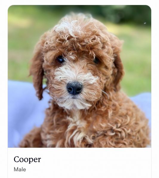 Cavapoo and poodle puppies