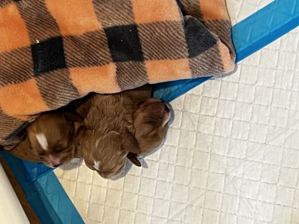 New 1 week old cavapoochons will be ready for new home in two months