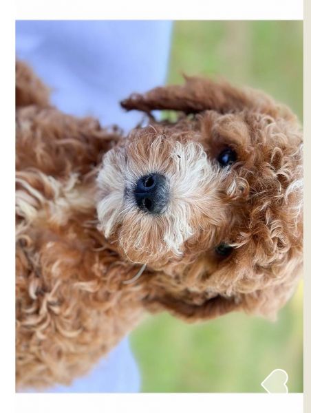 Cavapoo puppies
