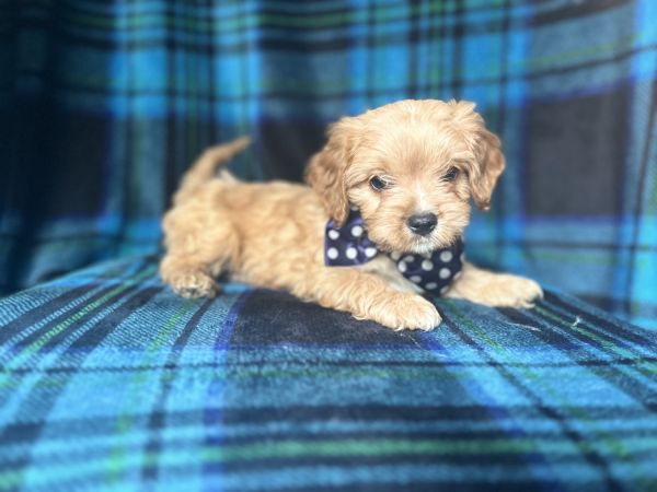 Lane-male cavapoo