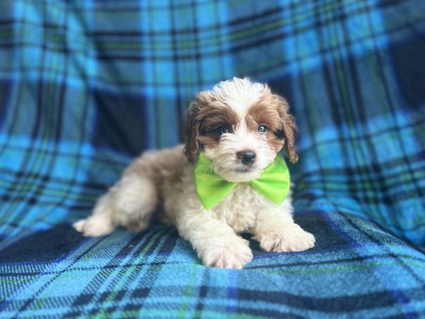 Prince-male cavapoo
