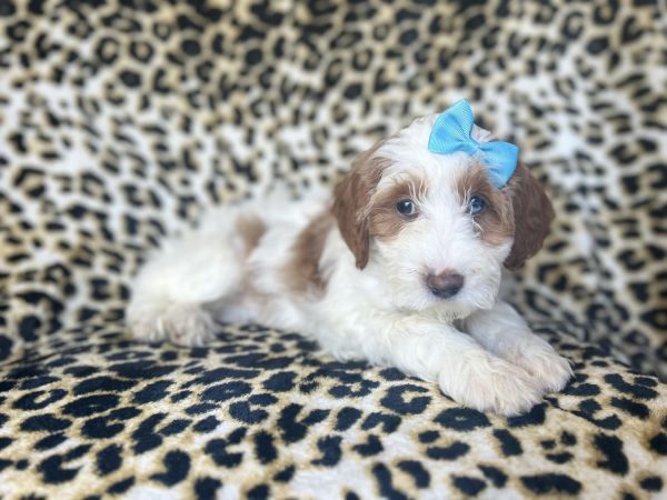 Macy-female cavapoo