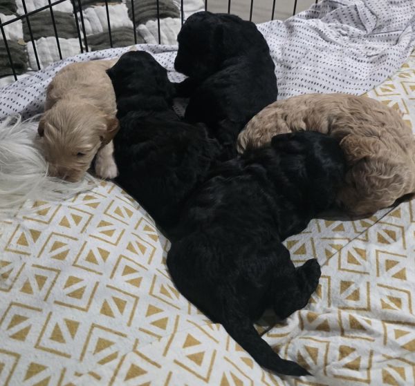 Cavoodle puppies for adoption