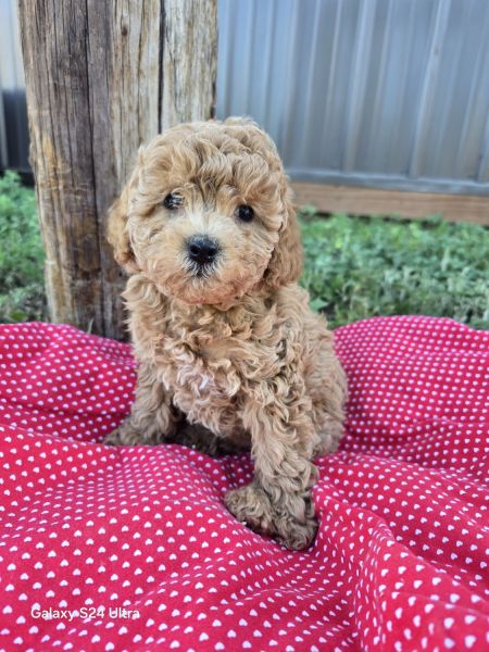 cavapoo pups