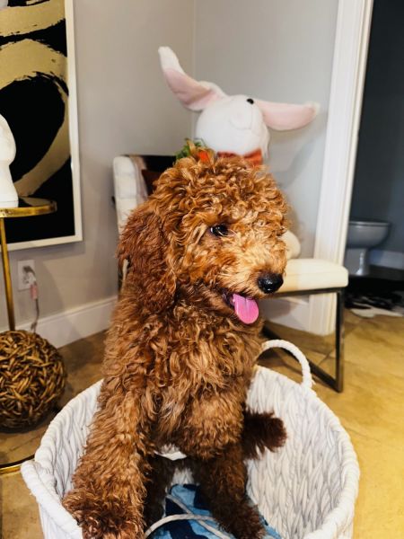 Golden Cavapoo 6 months old