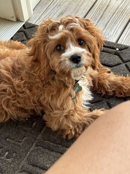 Cavapoo puppy
