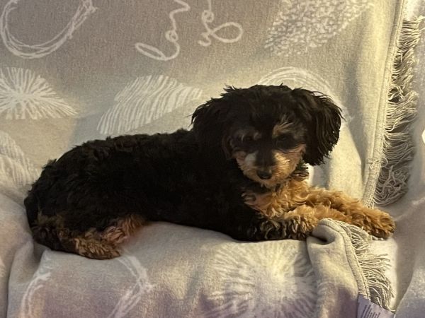 Adorable non shedding/non allergic small pups