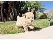 Cavapoo Puppy!!! Buttercup (female)