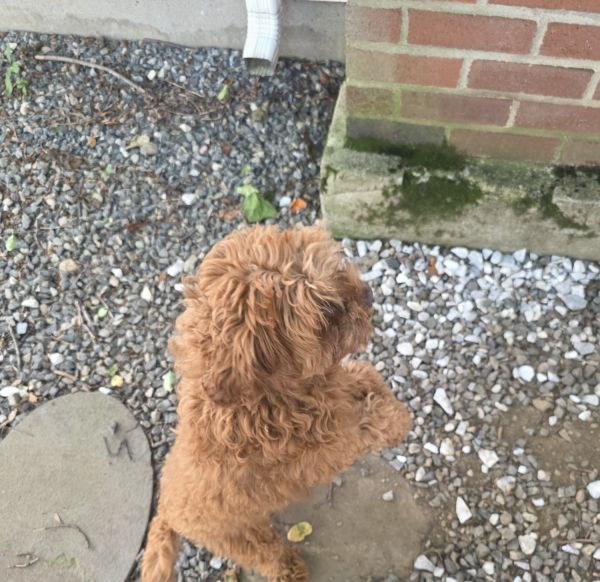 Suzie beautiful girl