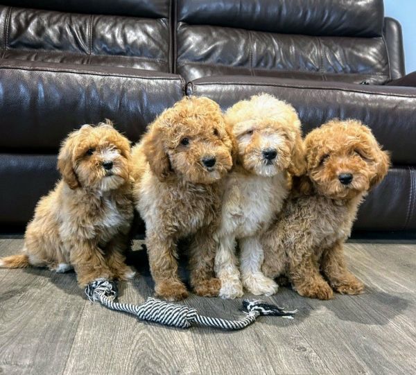 Adorable Cavapoos ready for their new families