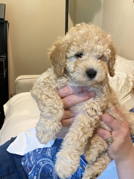 Cavapoo F1bb